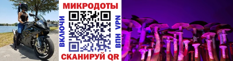 закладки  Новосокольники  Галлюциногенные грибы Cubensis 